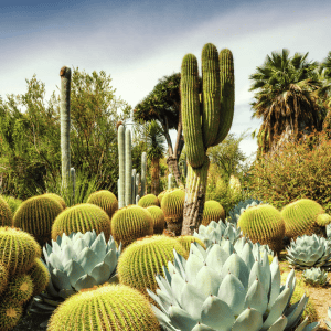 1000 pcs - Huntington Desert Garden, California, USA - Image 1