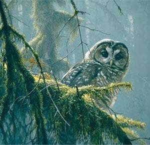 500 pcs - Mossy Branches, Spotted Owl - Image 1