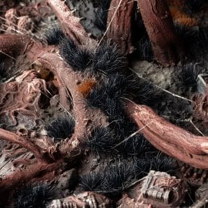 Gamers Grass Alien 6mm Tuft Wild - - Image 6